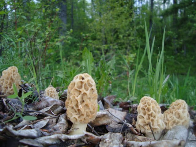 Can You Grow Morel Mushrooms Reddit Morel Mushrooms Where And How To Find Em