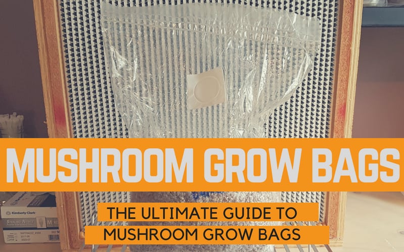 Mushroom Grow Bags: The Ultimate Guide