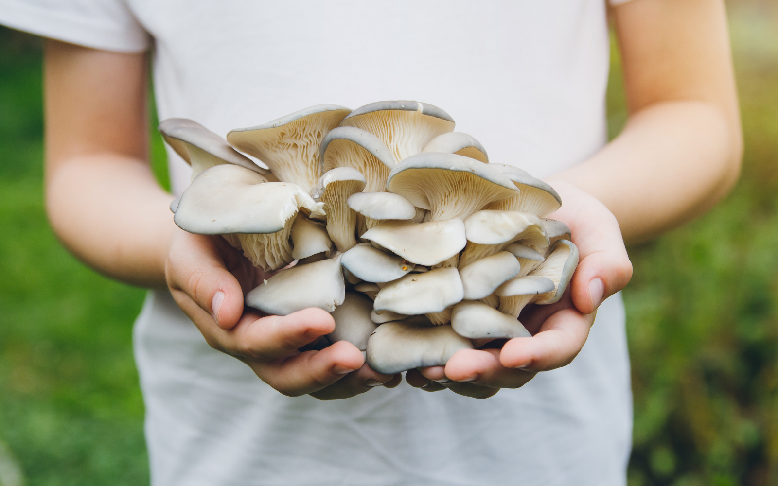 How to diet on Mushrooms